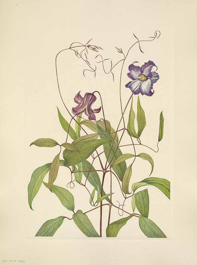no HD illustration available (m5)