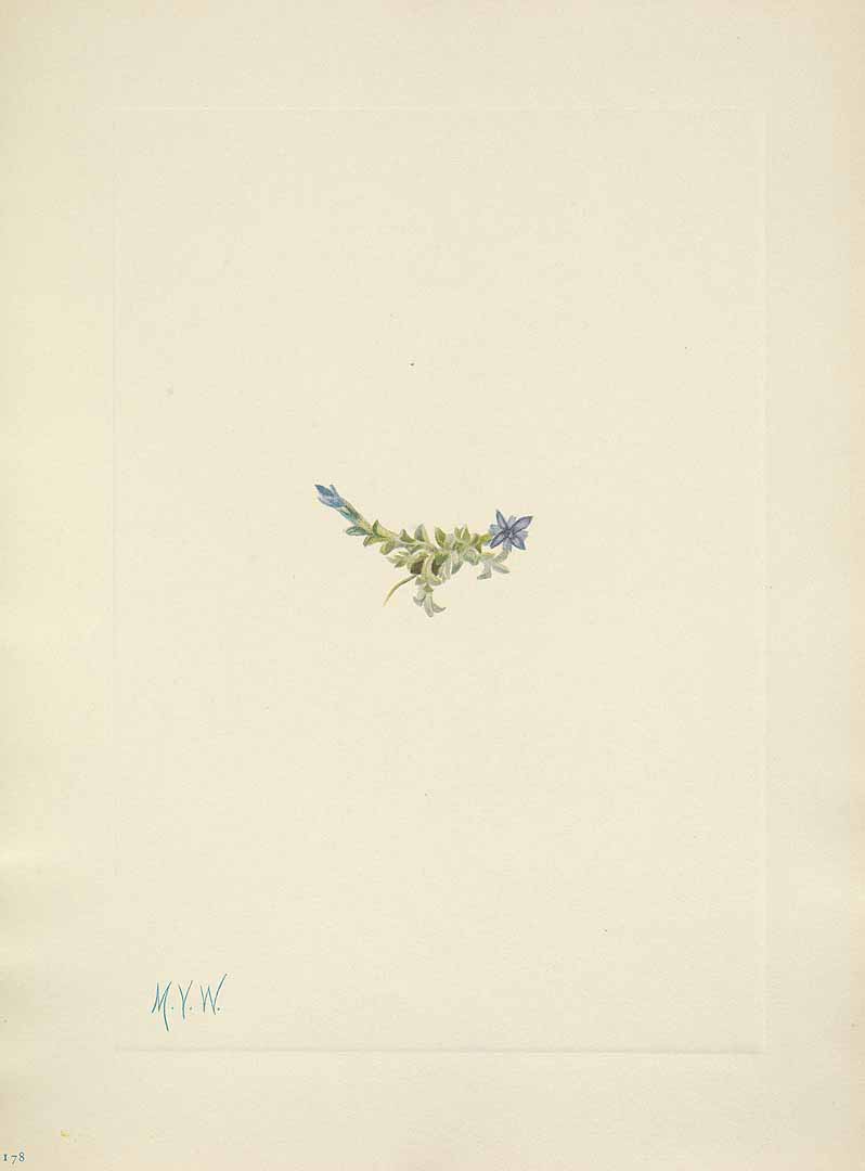 no HD illustration available (m5)