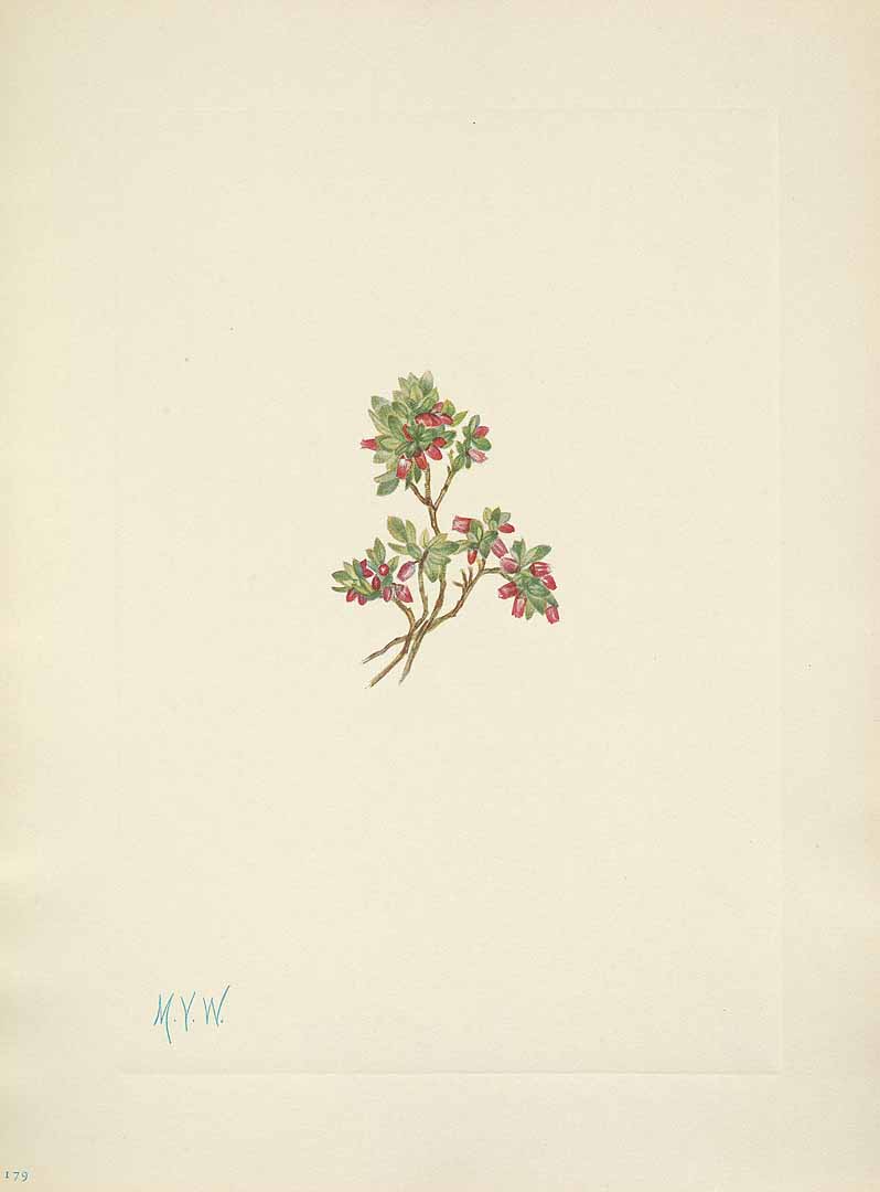 no HD illustration available (m5)
