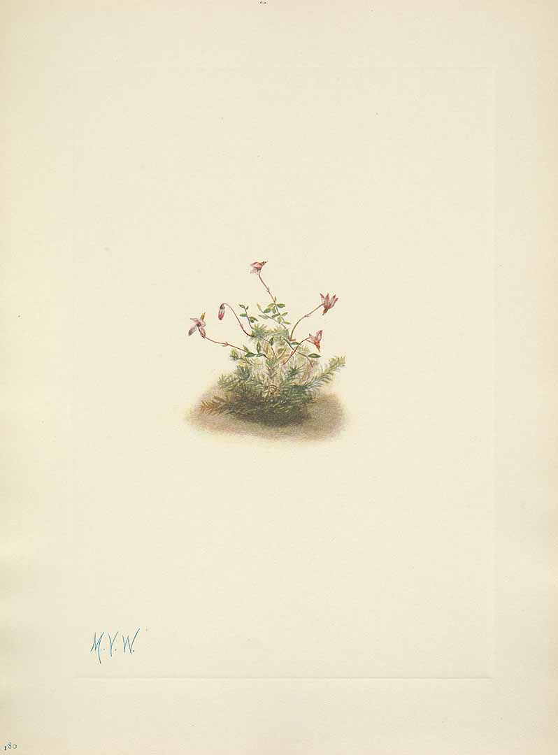 no HD illustration available (m5)