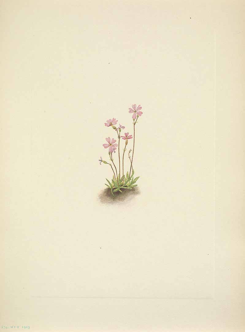 no HD illustration available (m5)
