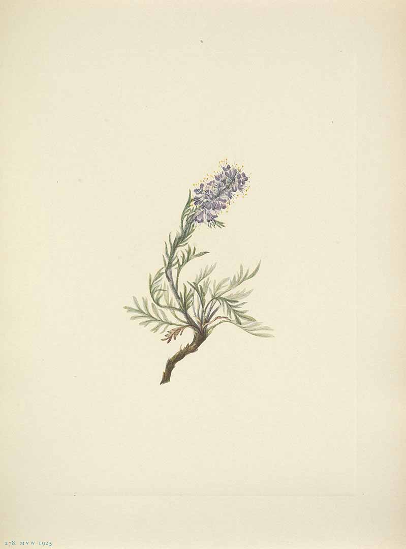 no HD illustration available (m5)