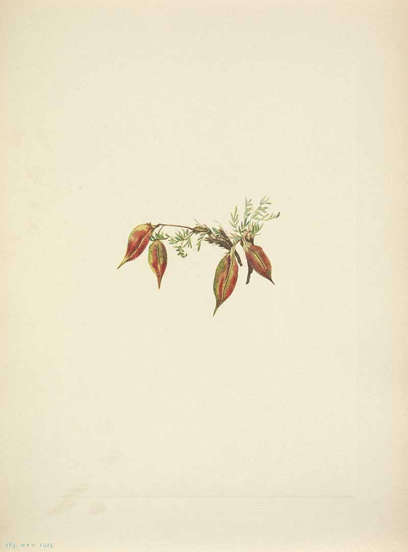 no HD illustration available (m5)