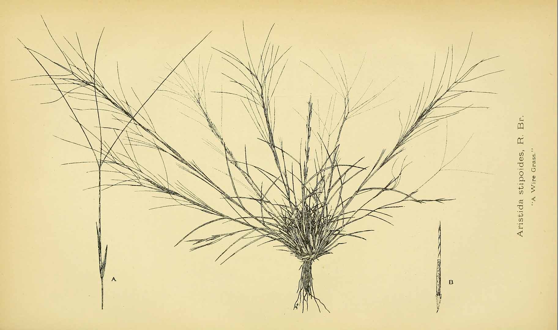 no HD illustration available (m5)