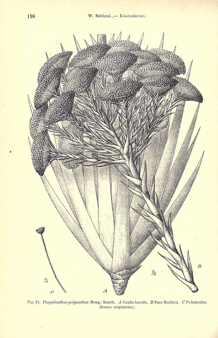 no HD illustration available (m5)
