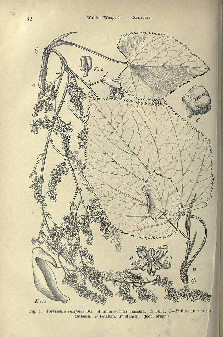 no HD illustration available (m5)