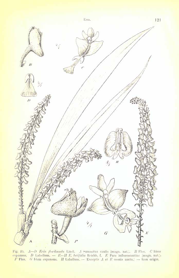 no HD illustration available (m5)