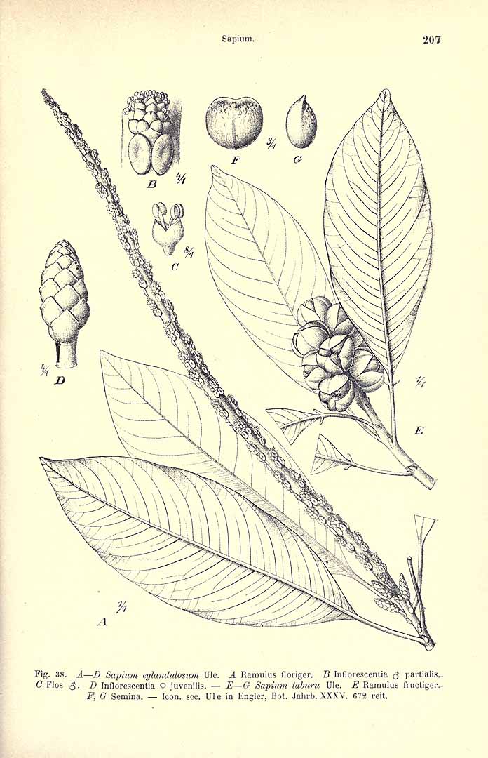 no HD illustration available (m5)