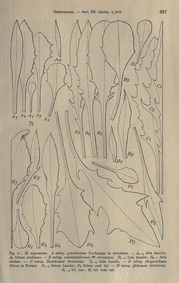 no HD illustration available (m5)