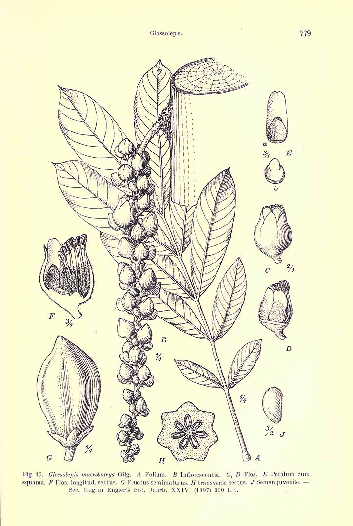 no HD illustration available (m5)