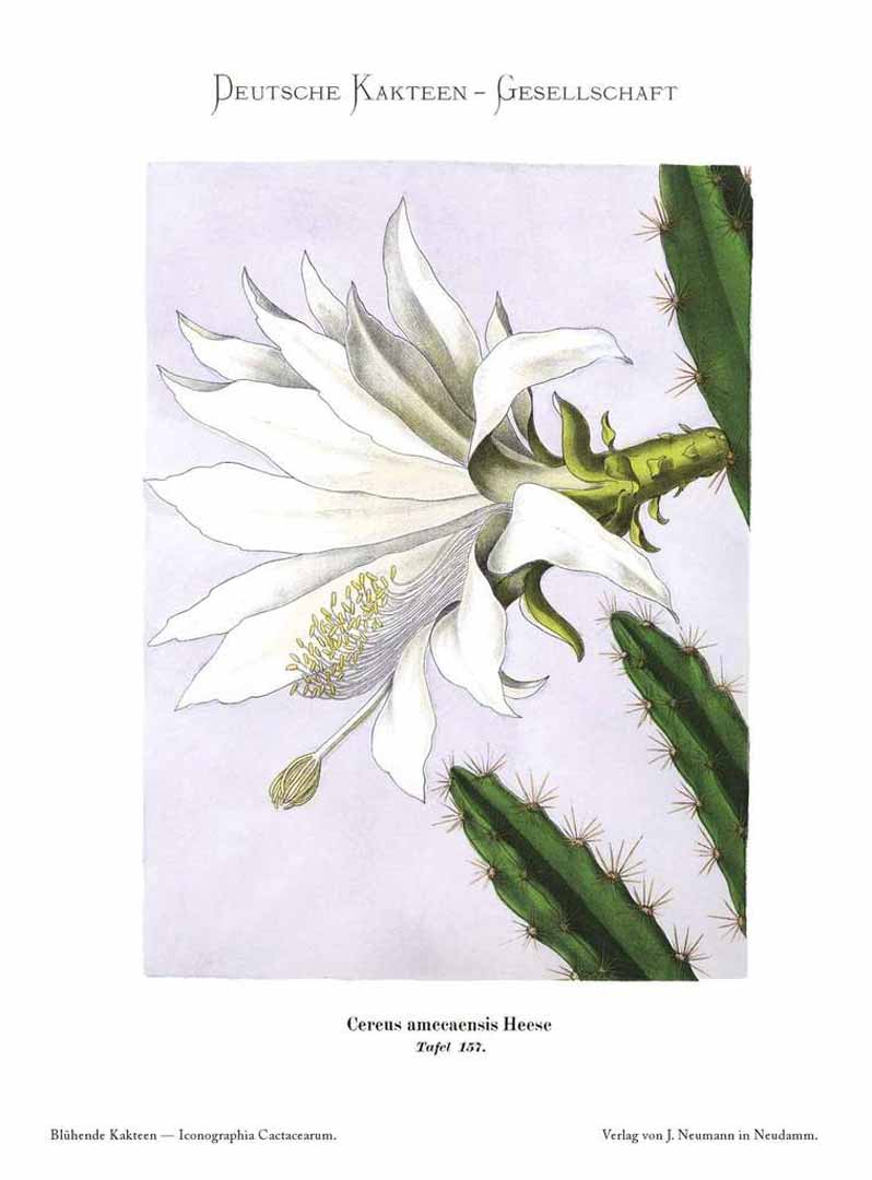 no HD illustration available (m5)