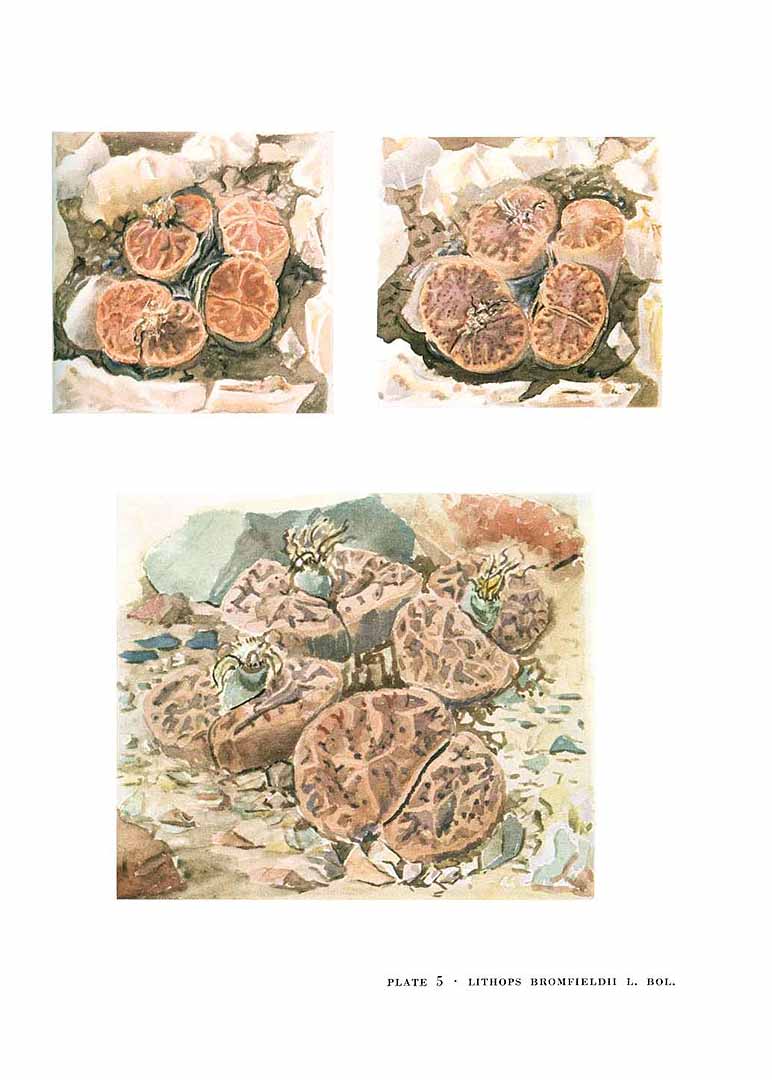 no HD illustration available (m5)