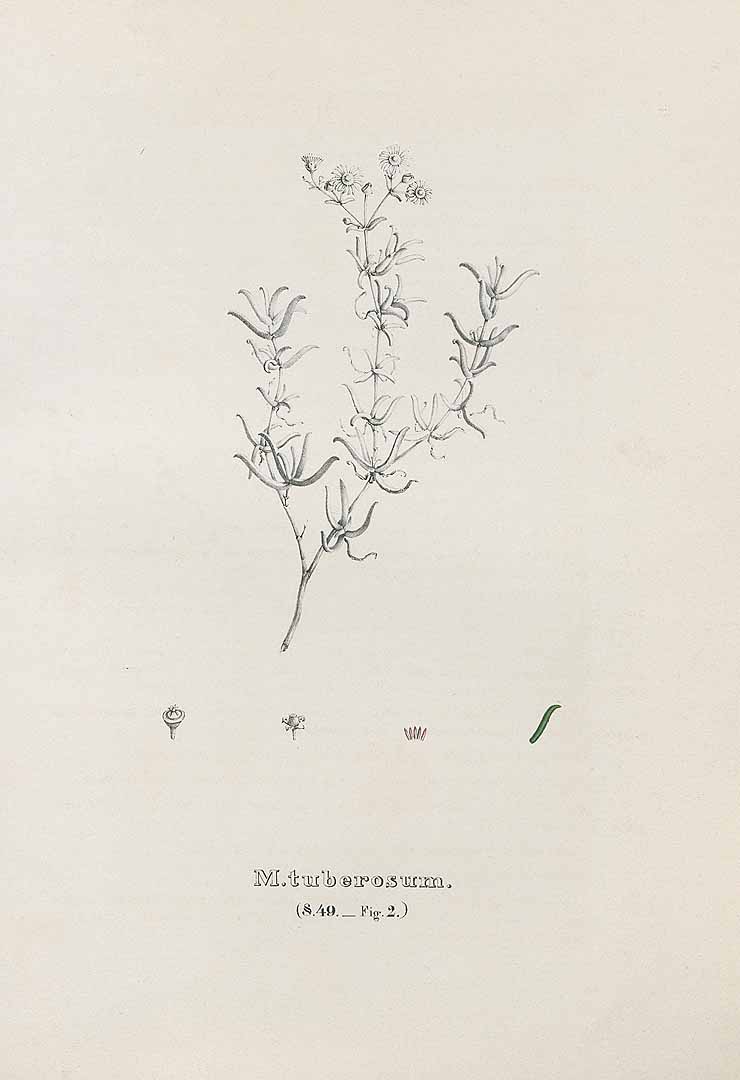 no HD illustration available (m5)