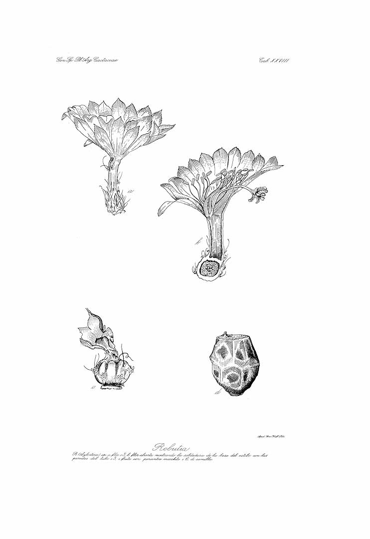 no HD illustration available (m5)
