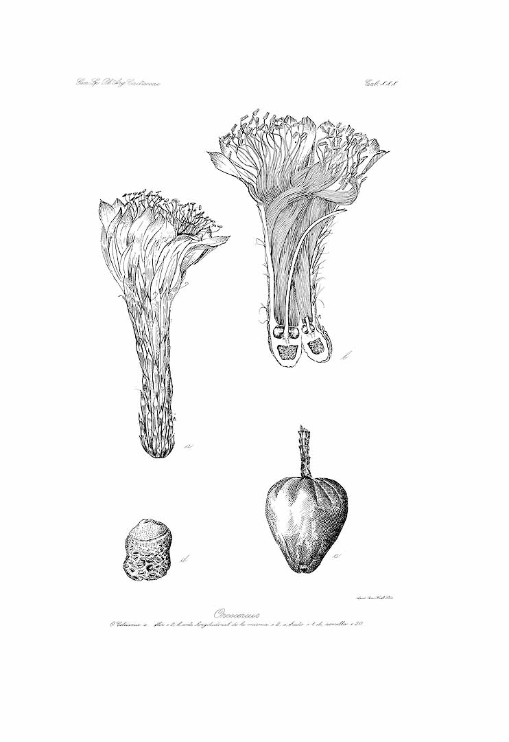 no HD illustration available (m5)