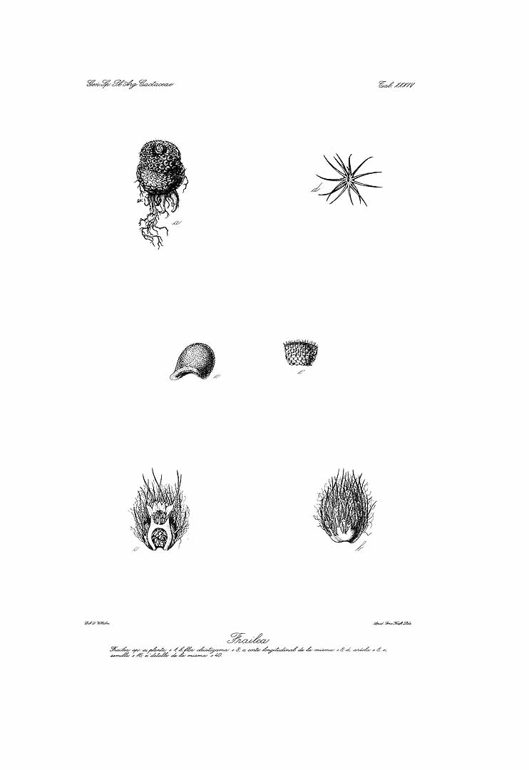 no HD illustration available (m5)