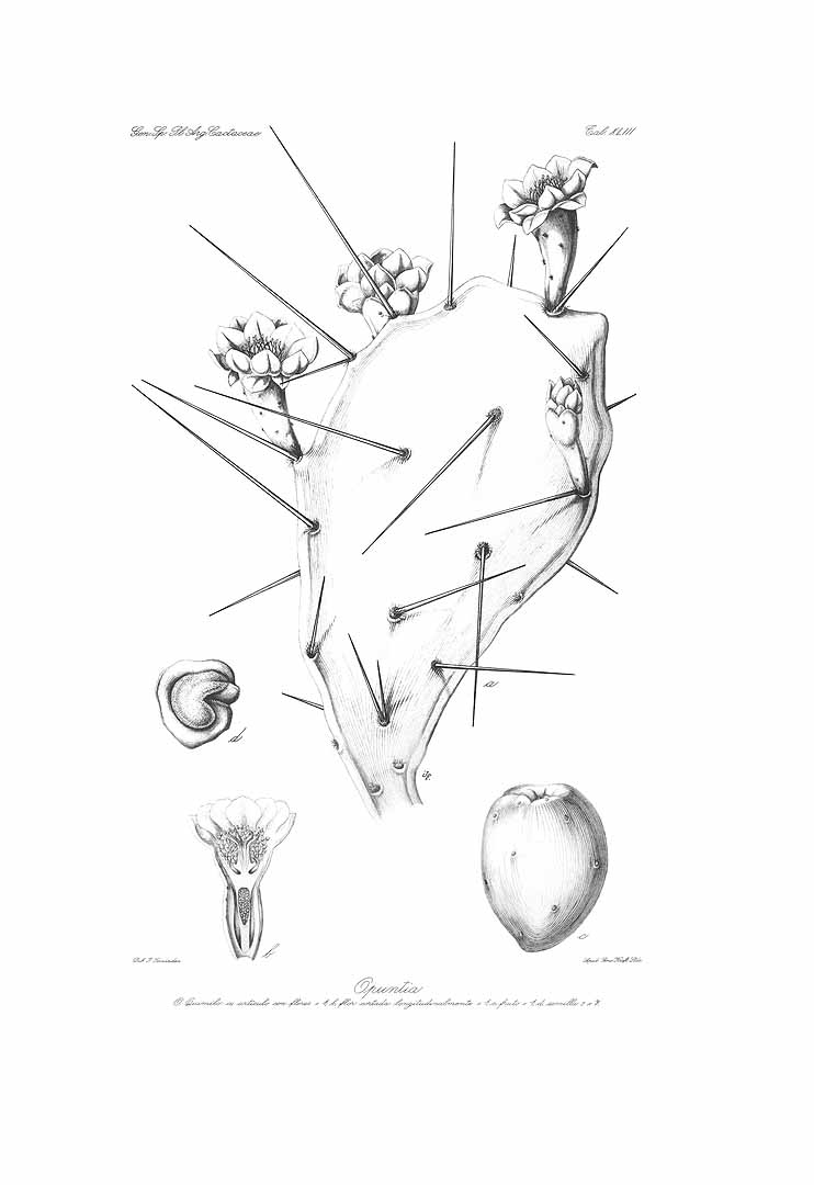 no HD illustration available (m5)