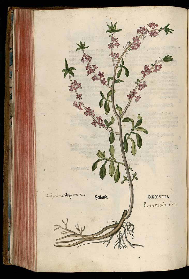 no HD illustration available (m1)