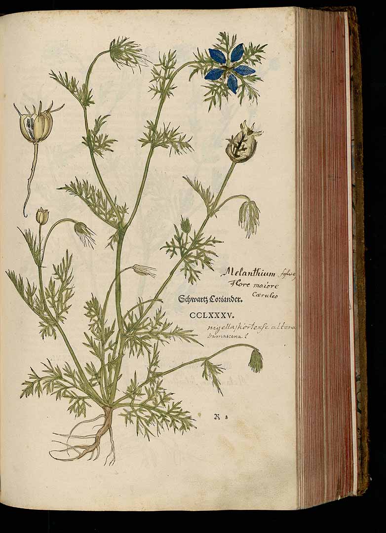 no HD illustration available (m5)