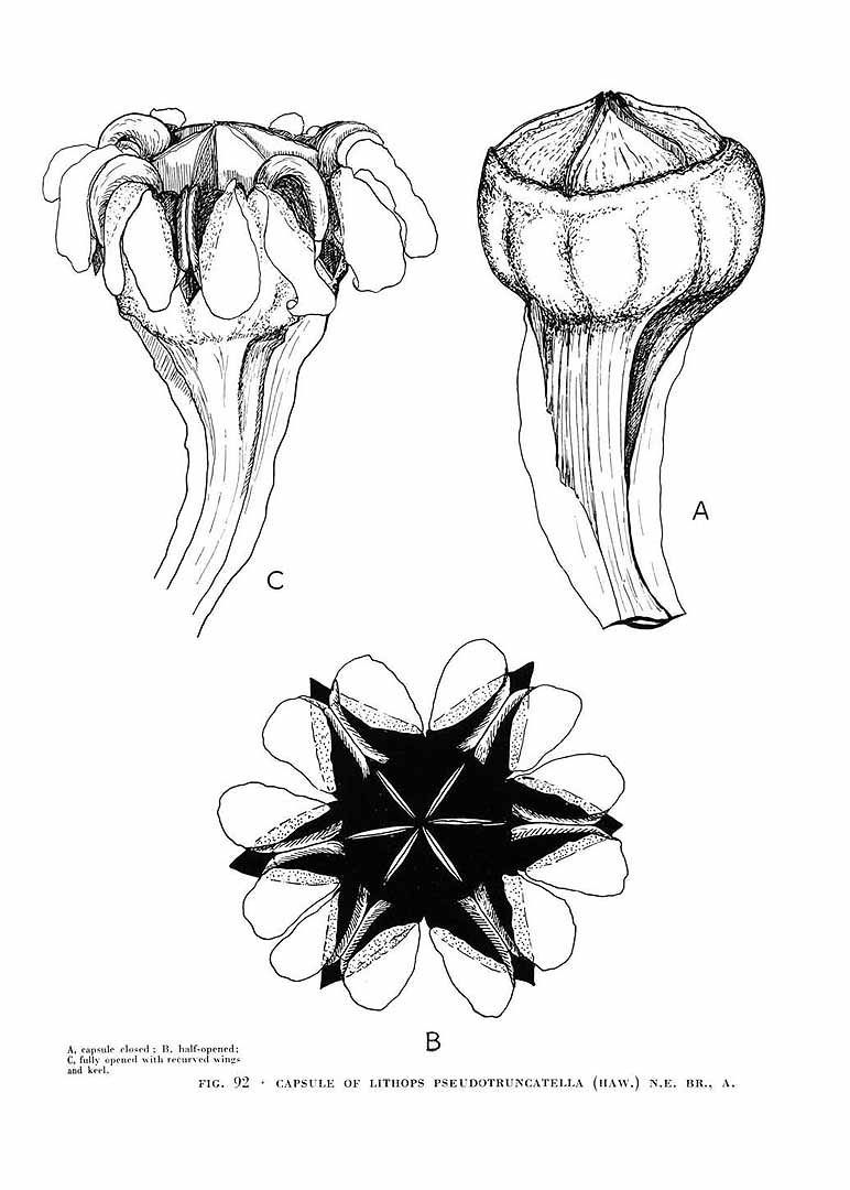 no HD illustration available (m5)