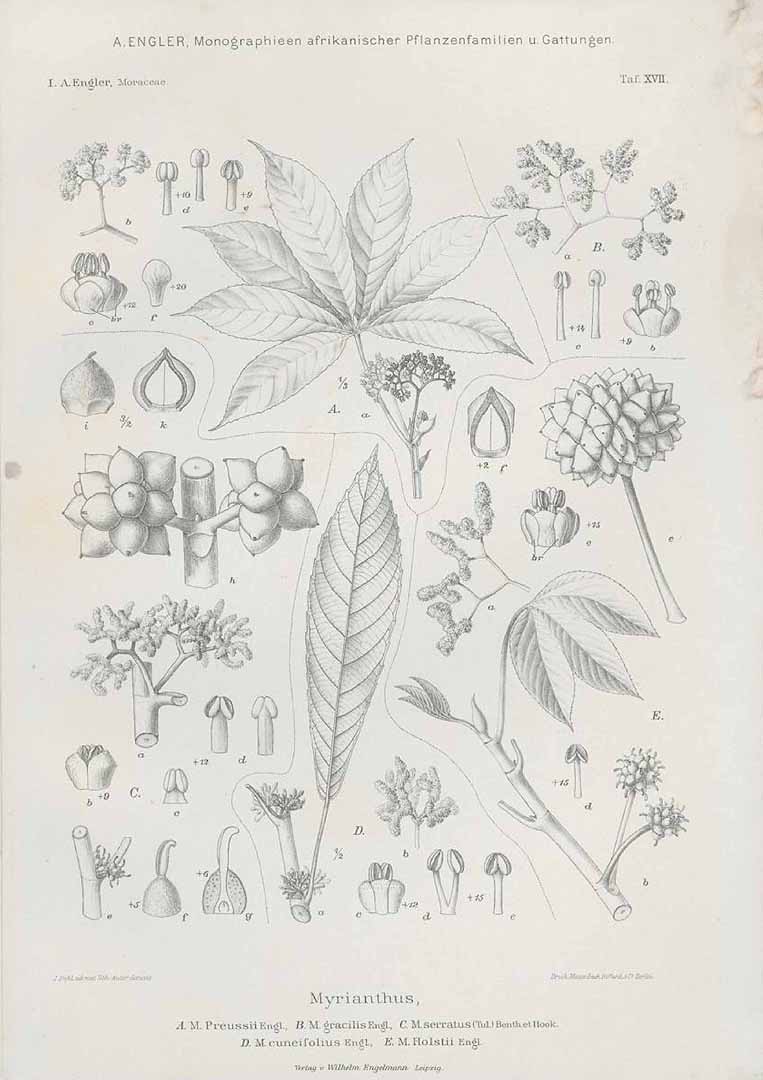 no HD illustration available (m5)