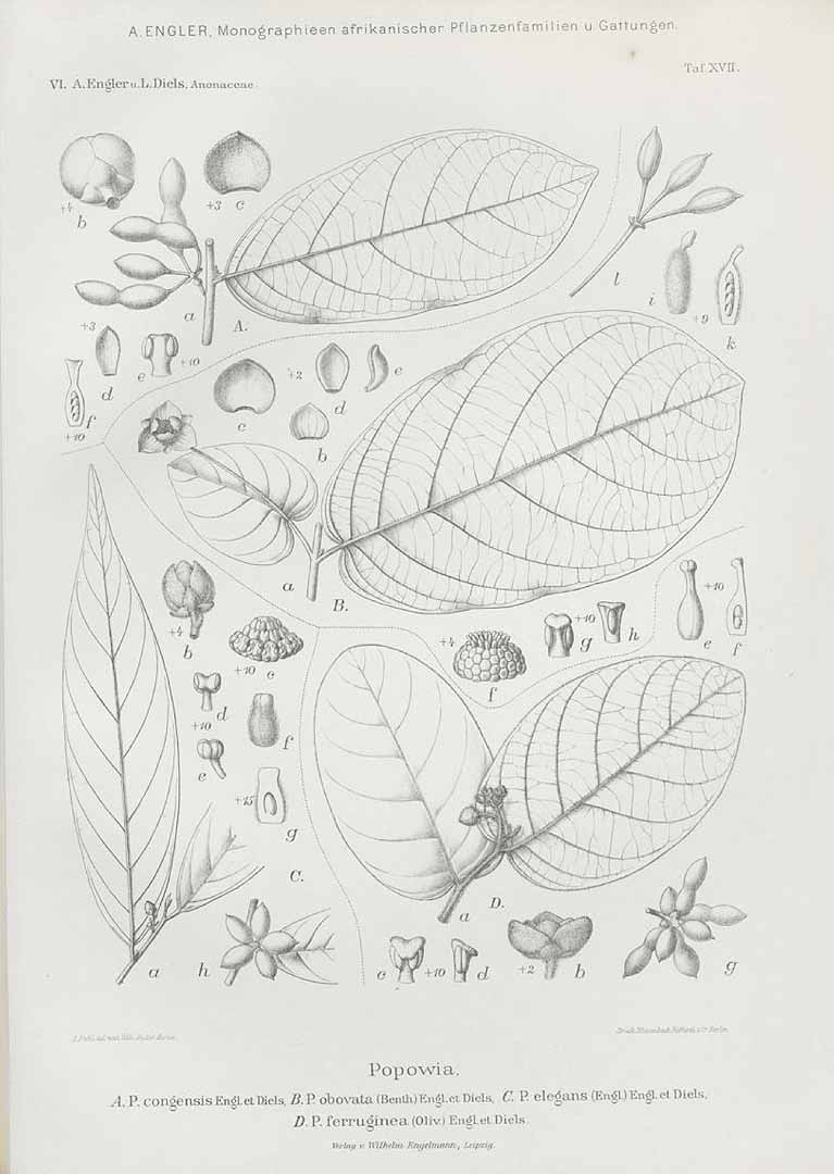 no HD illustration available (m5)