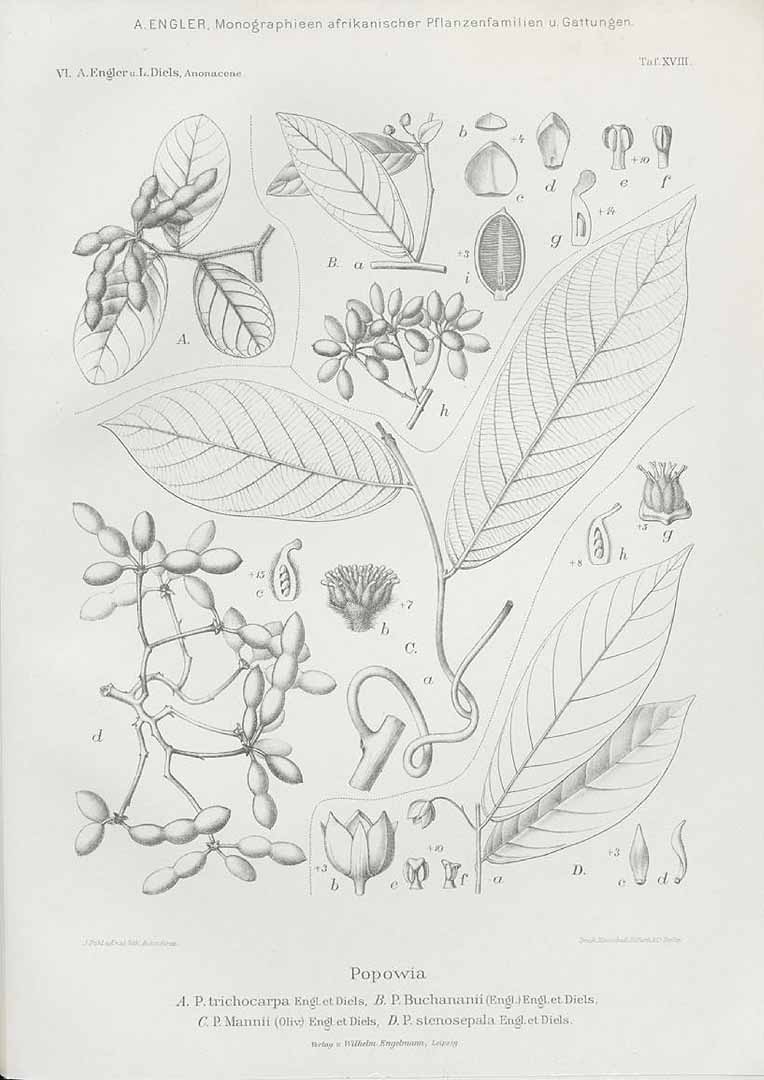 no HD illustration available (m5)