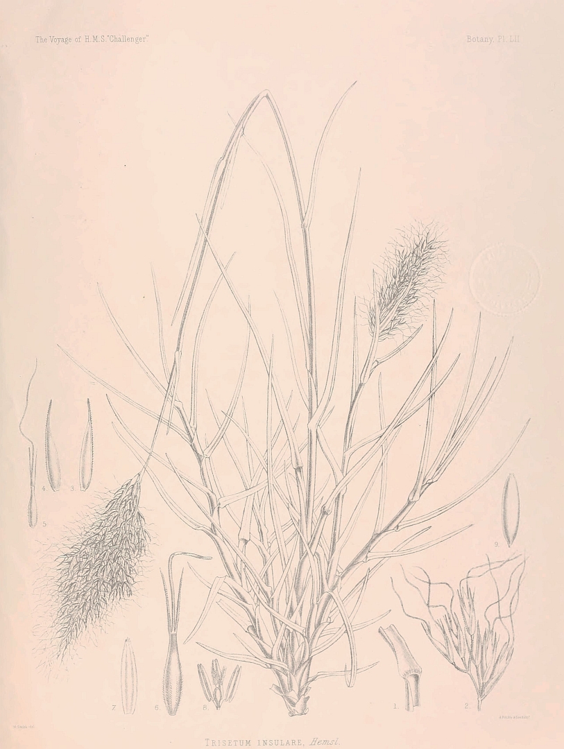 no HD illustration available (m5)
