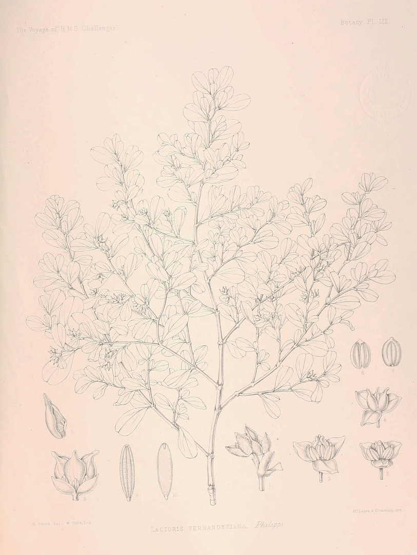 no HD illustration available (m5)