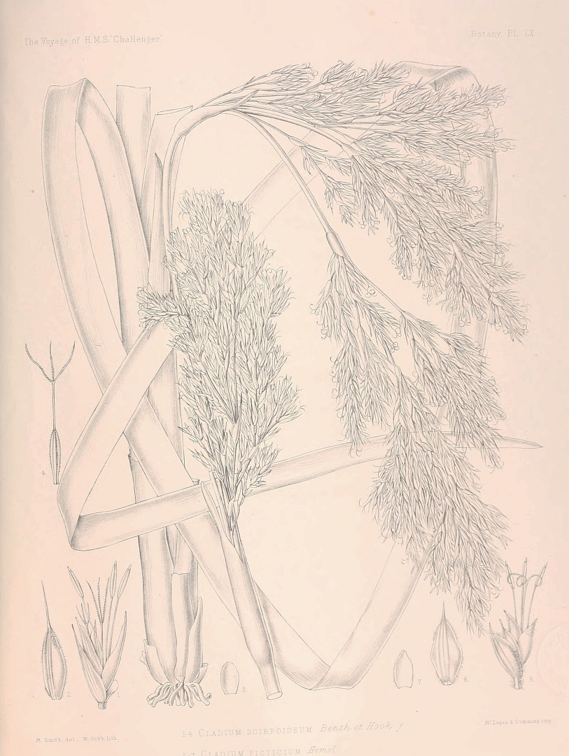 no HD illustration available (m5)