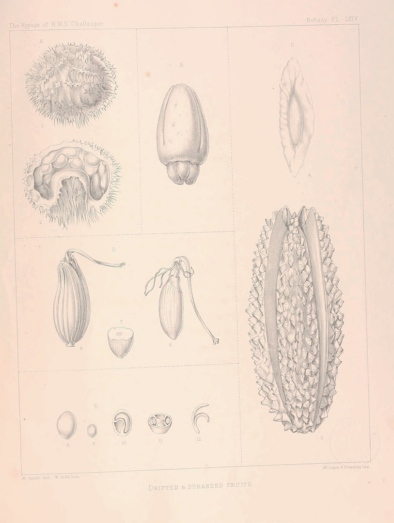 no HD illustration available (m5)