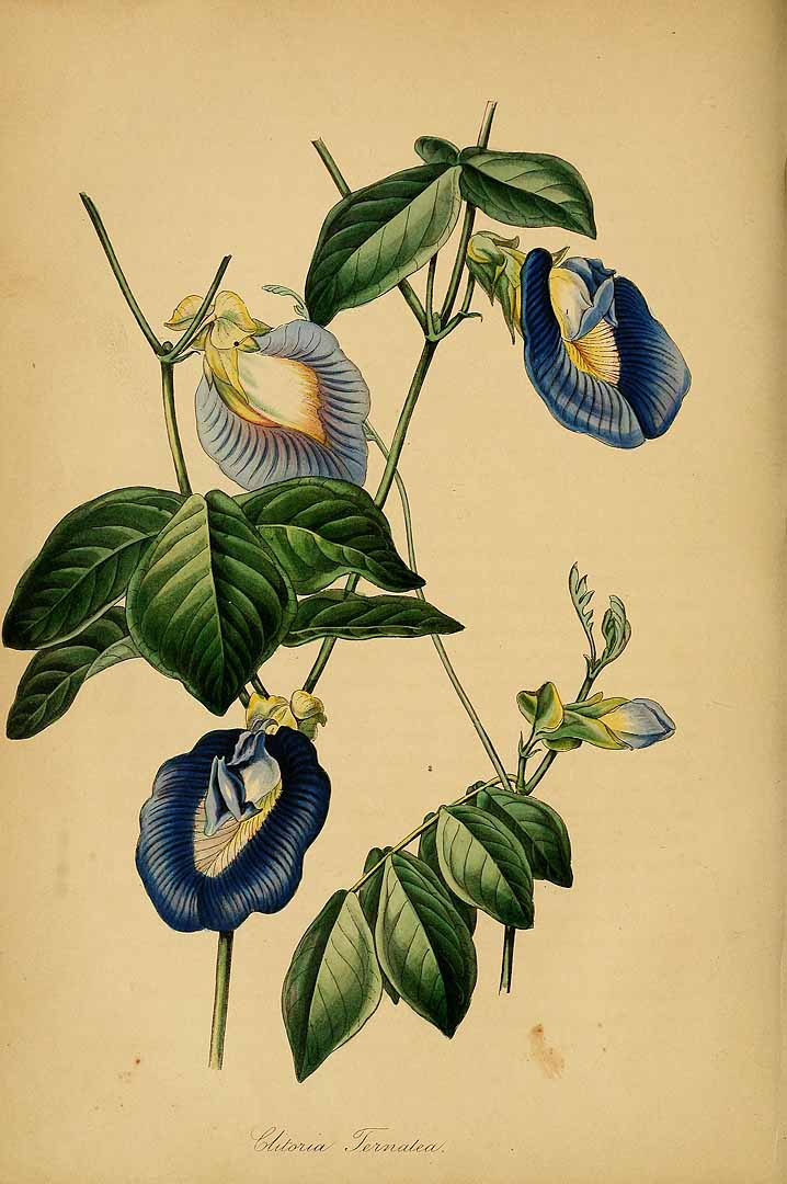 no HD illustration available (m5)