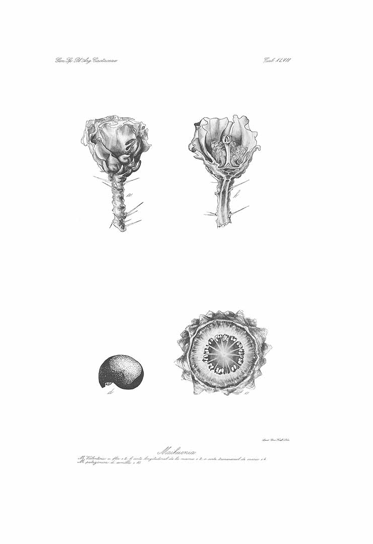 no HD illustration available (m5)