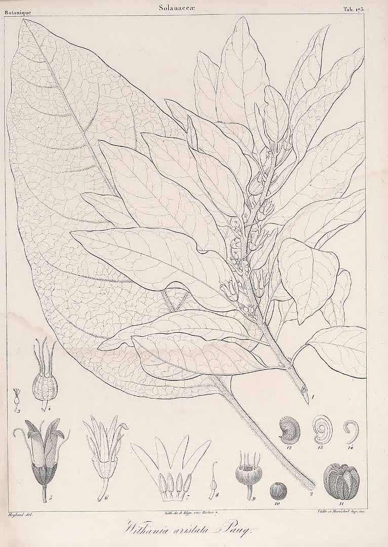 no HD illustration available (m5)
