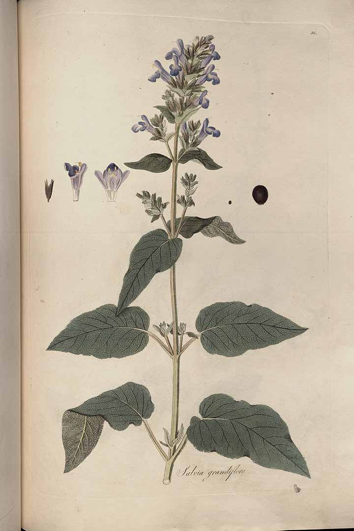 no HD illustration available (m5)