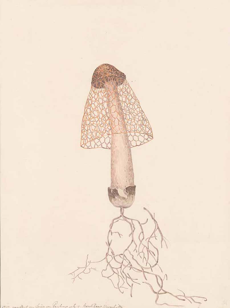 no HD illustration available (m5)
