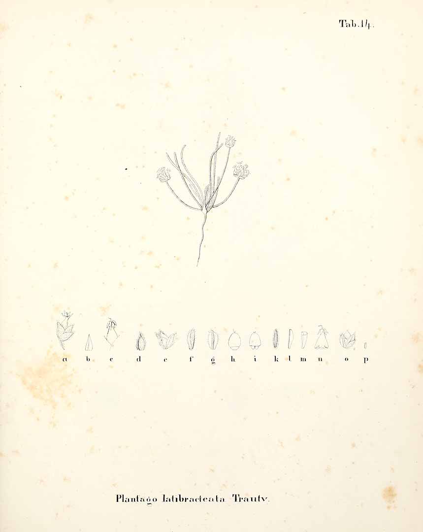 no HD illustration available (m4)