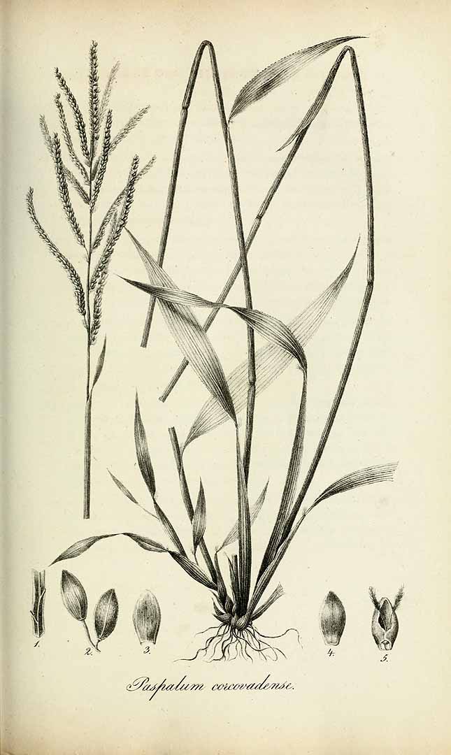 no HD illustration available (m5)