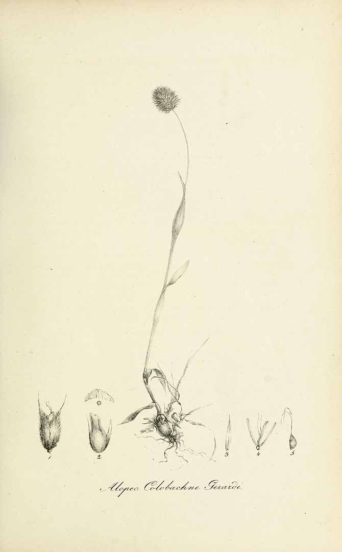 no HD illustration available (m5)