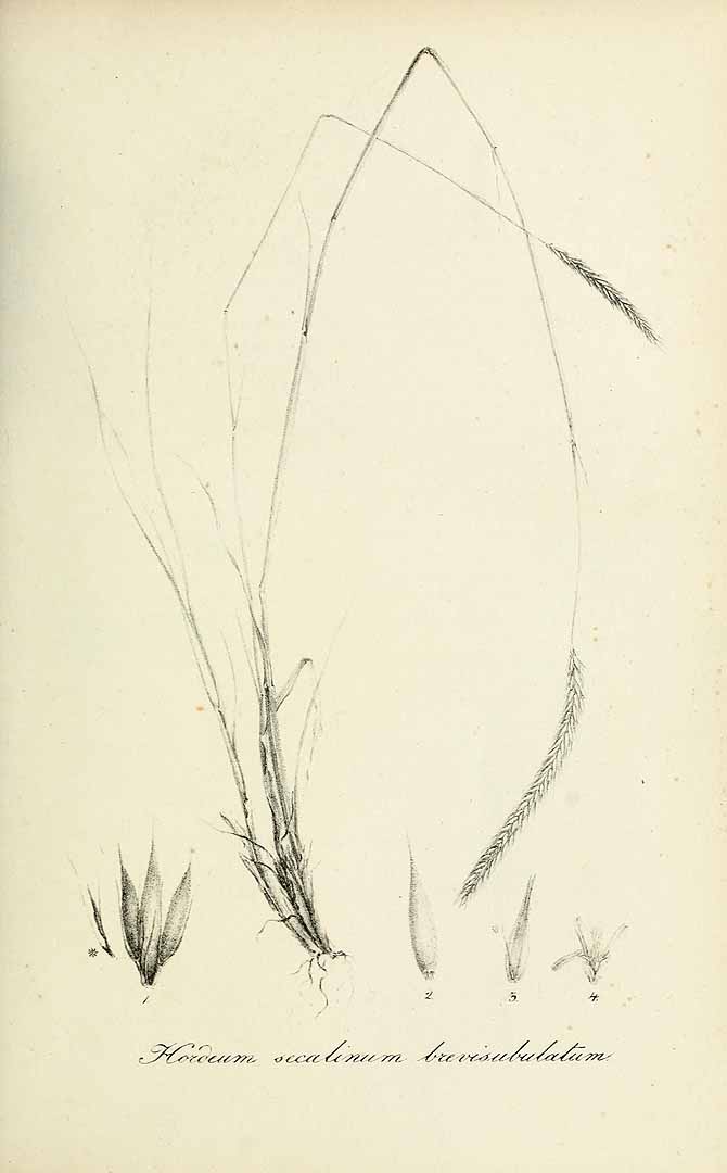 no HD illustration available (m5)