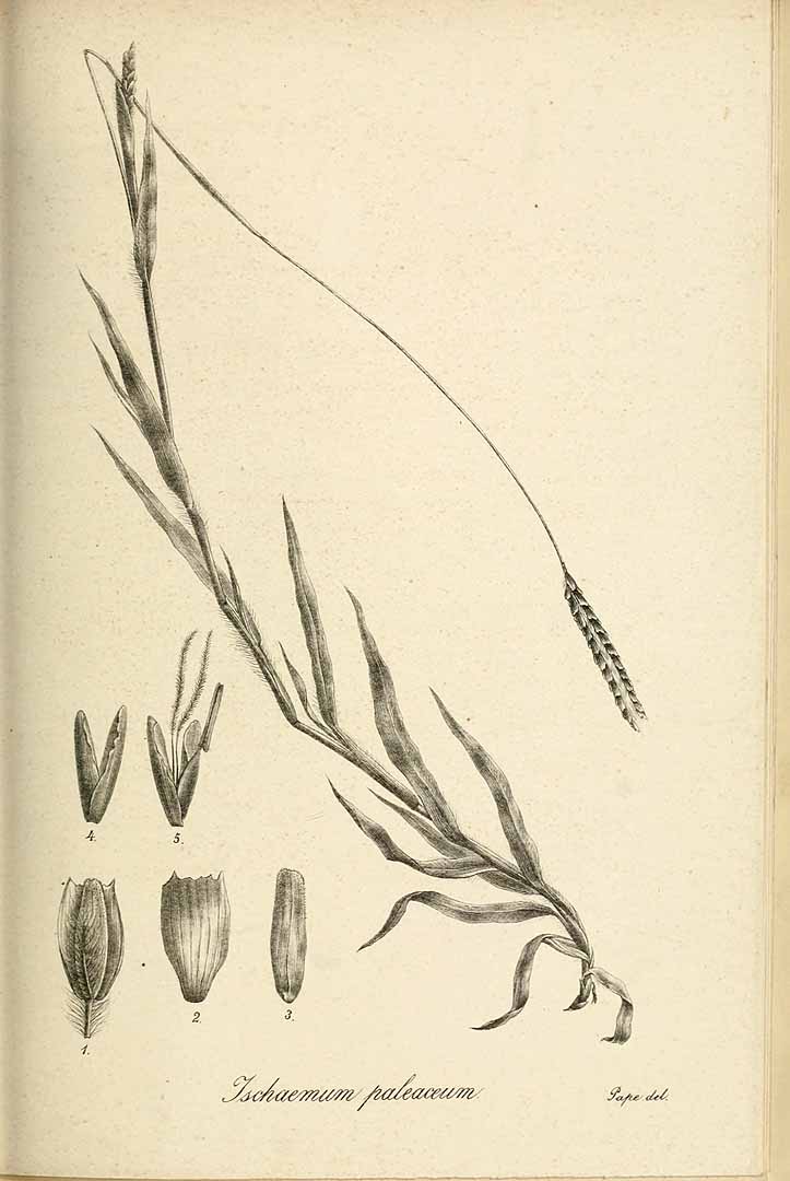 no HD illustration available (m5)