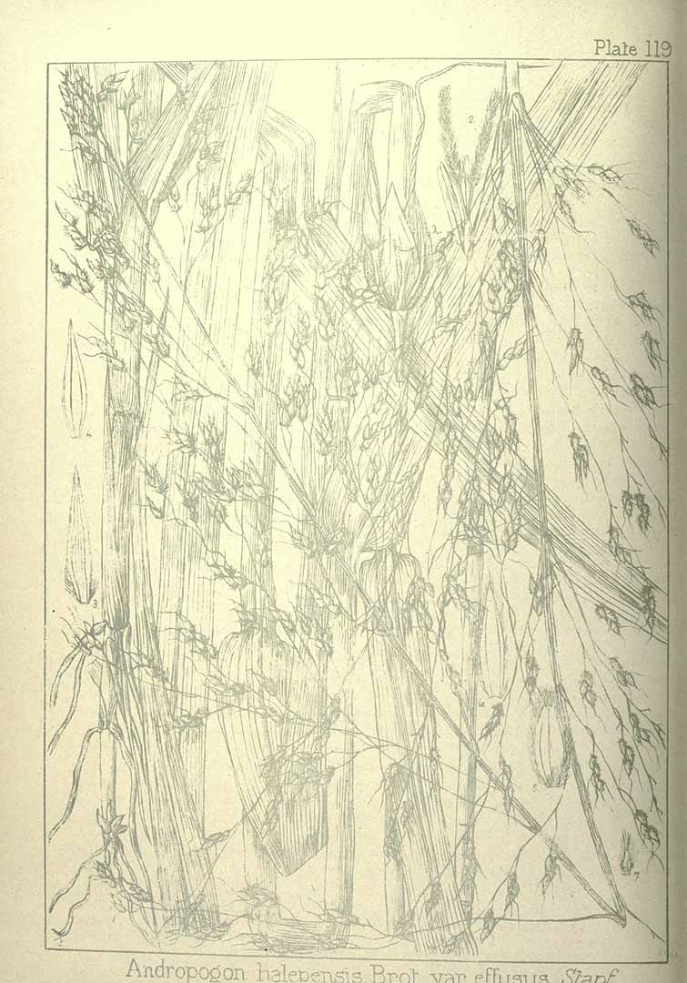 no HD illustration available (m5)