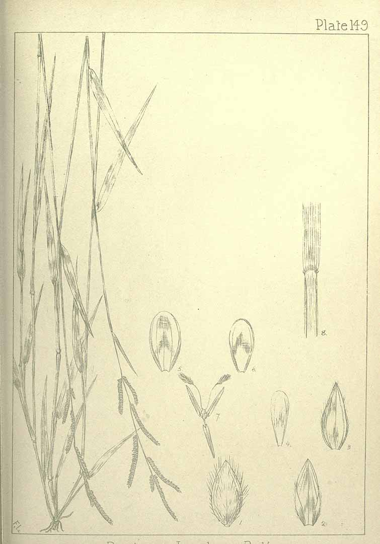 no HD illustration available (m5)