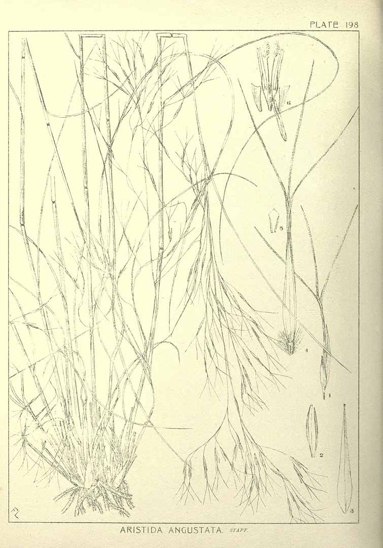 no HD illustration available (m5)