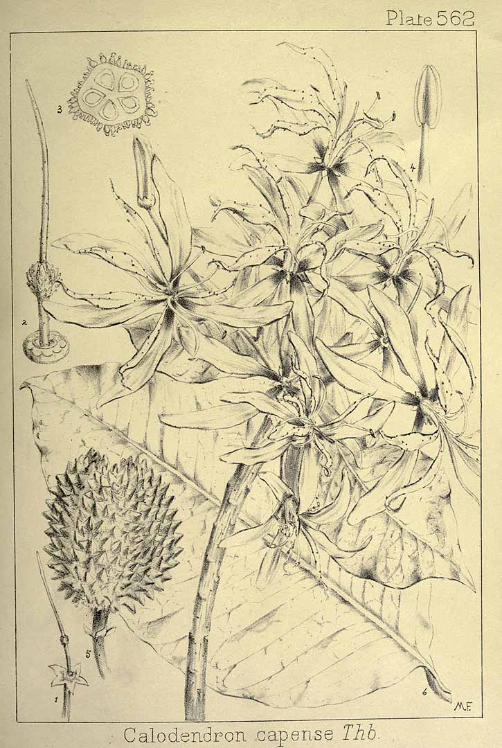 no HD illustration available (m5)