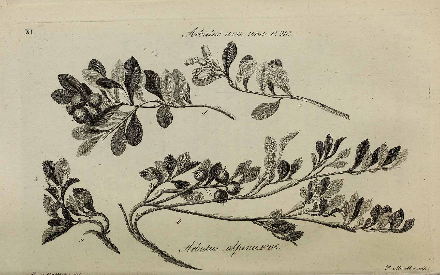 no HD illustration available (m5)