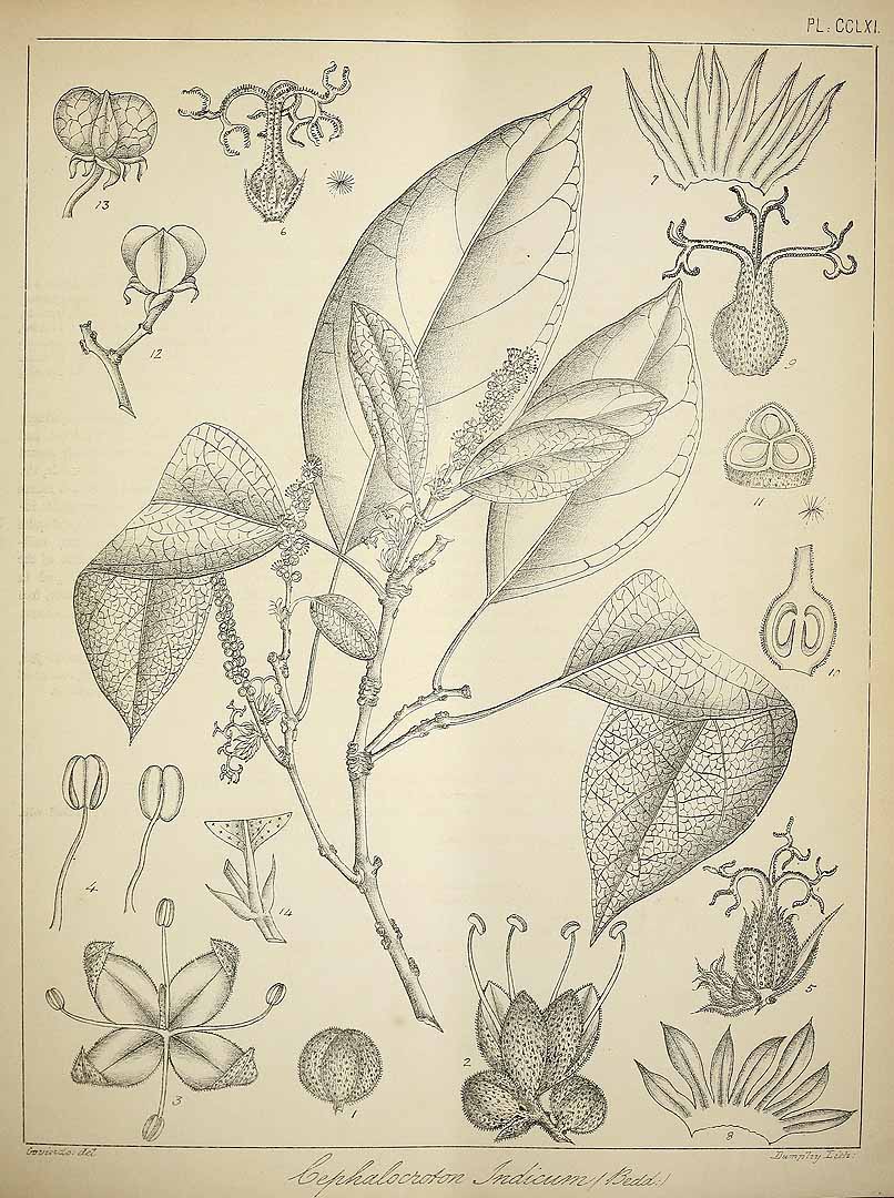 no HD illustration available (m5)
