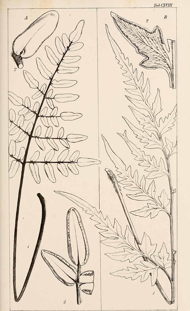 no HD illustration available (m5)