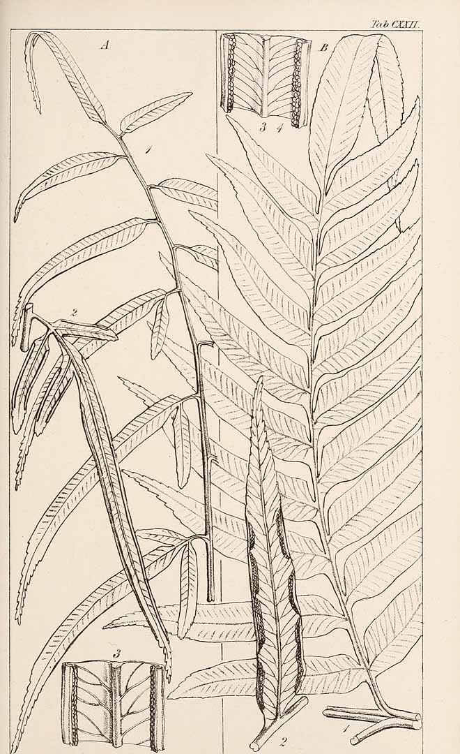 no HD illustration available (m5)