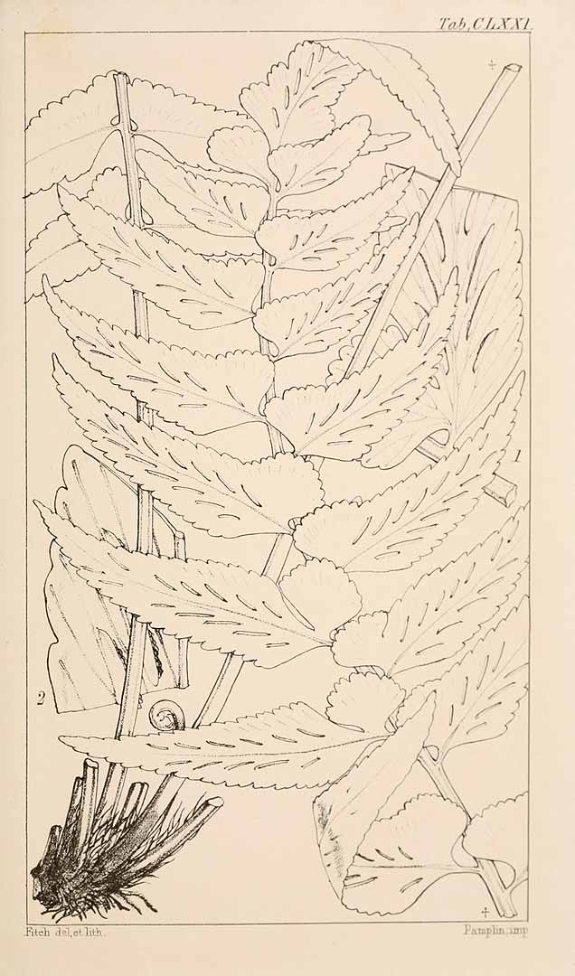no HD illustration available (m5)